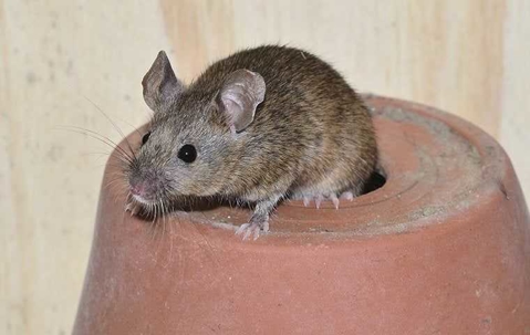 mouse on an upside-down flower pot