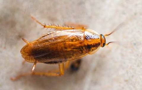 cockroach