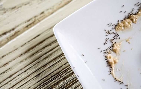 ant colony crawling across a plate with food remains on it