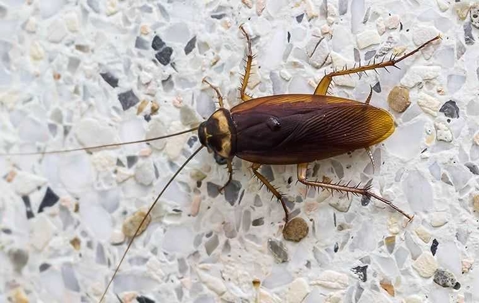 cockroach on marble counter