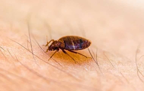 bed bug crawling on a person's arm