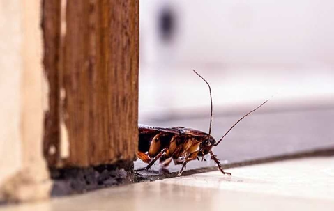 cockroach creeping around a corner of a doorway