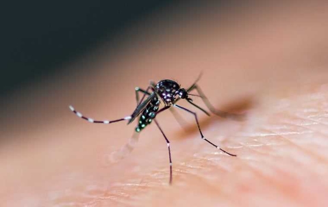 mosquito about to bite skin