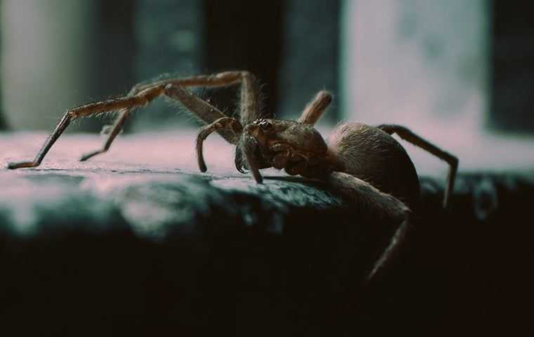 house spider coming inside