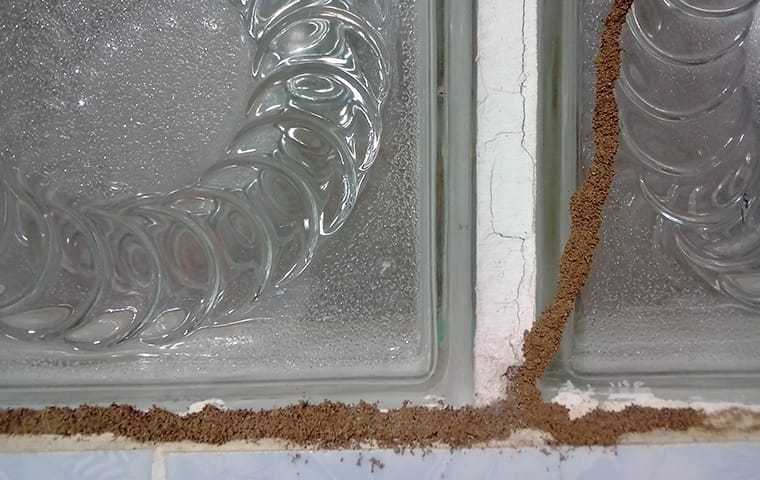 a termite mud tube on a window frame