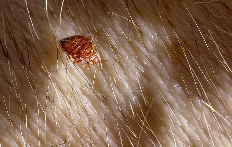 bed bug crawling on skin